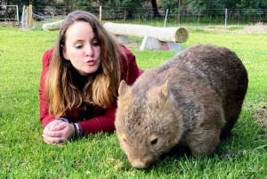 Sydney : Expérience des wombats sauvages et des kangourous