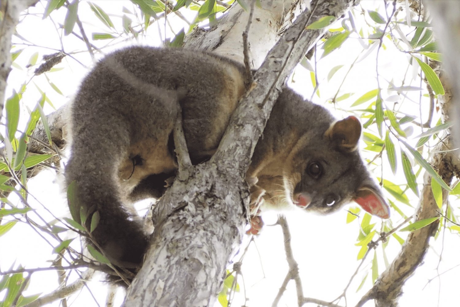 From Sydney: Bowral Wildlife Safari with Guide and Meals