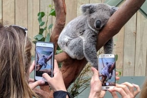 Sydney: Tour per piccoli gruppi di animali selvatici, cascate e vino