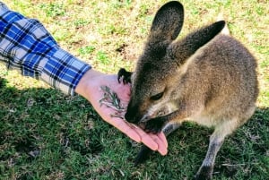 Sydney: Wildlife, Waterfalls and Wine Small Group Tour