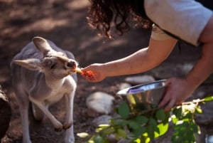 Sídney a tu manera: tour privado personalizable con guía local