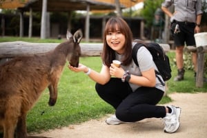 Sydney : Zoo, Blue Mountains et Scenic World Circuit en mandarin
