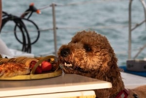 Sydneys første hundevennlige havnekryssning: Hunder på dekk