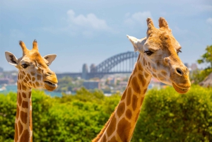 Taronga Zoo Aussie Backyard Adventure