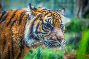 Sydney: Taronga Zoo Tickets