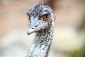 Зоопарк Таронга в Сиднее — дикая Австралия