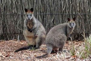 Зоопарк Таронга в Сиднее — дикая Австралия