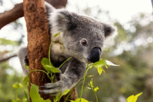 Зоопарк Таронга в Сиднее — дикая Австралия