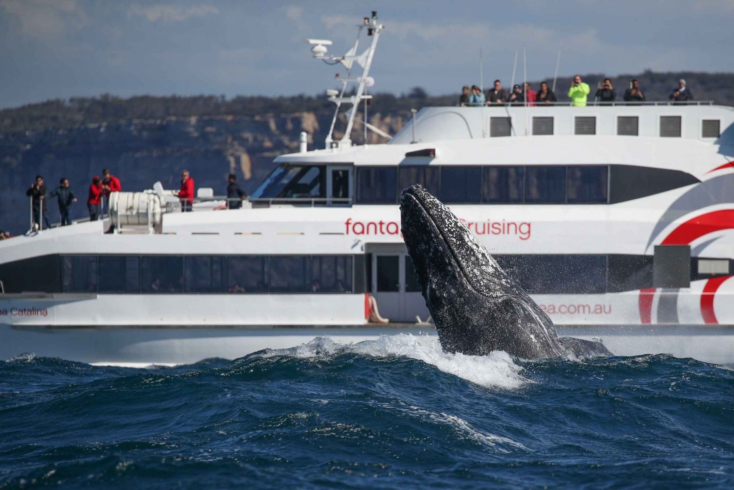 whale watching tour in sydney