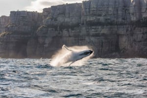 Whale Watching Explorer Cruise
