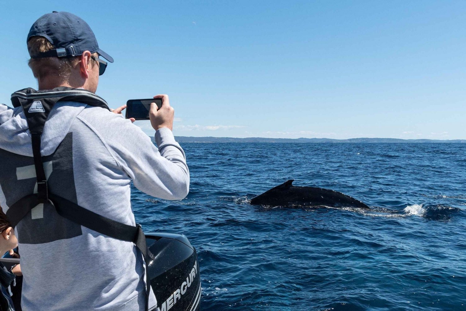 Safari morskie z wielorybami w Sydney