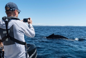 Whales of Sydney Sea Safari