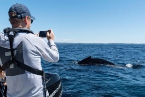 Safari marino delle balene di Sydney