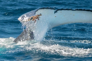 Wale von Sydney Sea Safari