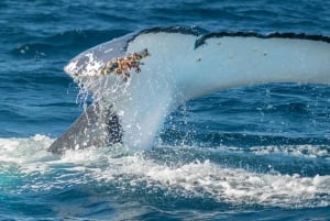 Safári marítimo com baleias em Sydney