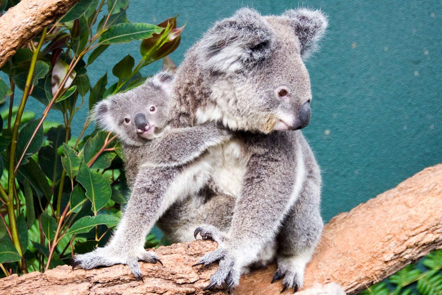 WILD LIFE Sydney Zoo: Entrébillet