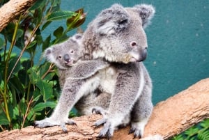 WILD LIFE Sydney Zoo