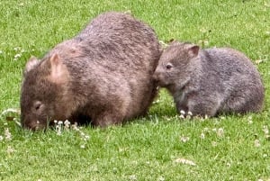 WILD Wombats and Kangaroo Experience, wszystko w cenie, Sydney