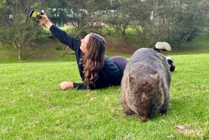WILD Wombats and Kangaroo Experience, wszystko w cenie, Sydney