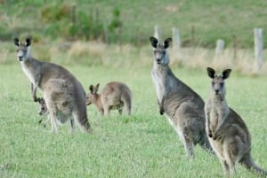 WILD Wombats and Kangaroo Experience, wszystko w cenie, Sydney