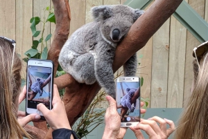 Sydney: Wildlife, Waterfalls and Wine Small Group Tour