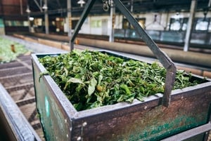 Taipei: Daxi Old Street and Tea Factory, Xiaowulai Day Tour