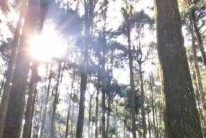 Fra Taipei eller Taichung: 2-dages tur til Alishan og Sun Moon Lake