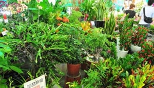 Jianguo Holiday Flower Market