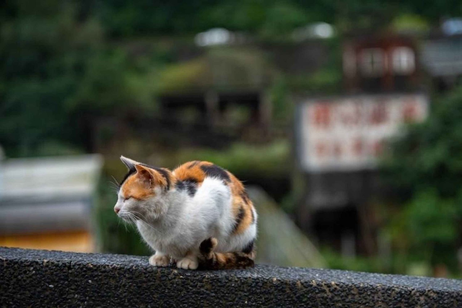 Taipei: Jiufen,Shifen & Houtong Cat Village Private Day Tour