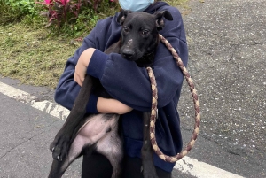 瑞芳：SPCAと 함께하는動物保護施設ボランティアツアー