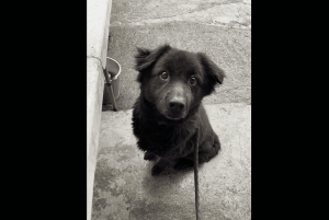 瑞芳：SPCAと 함께하는動物保護施設ボランティアツアー