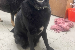 瑞芳：SPCAと 함께하는動物保護施設ボランティアツアー