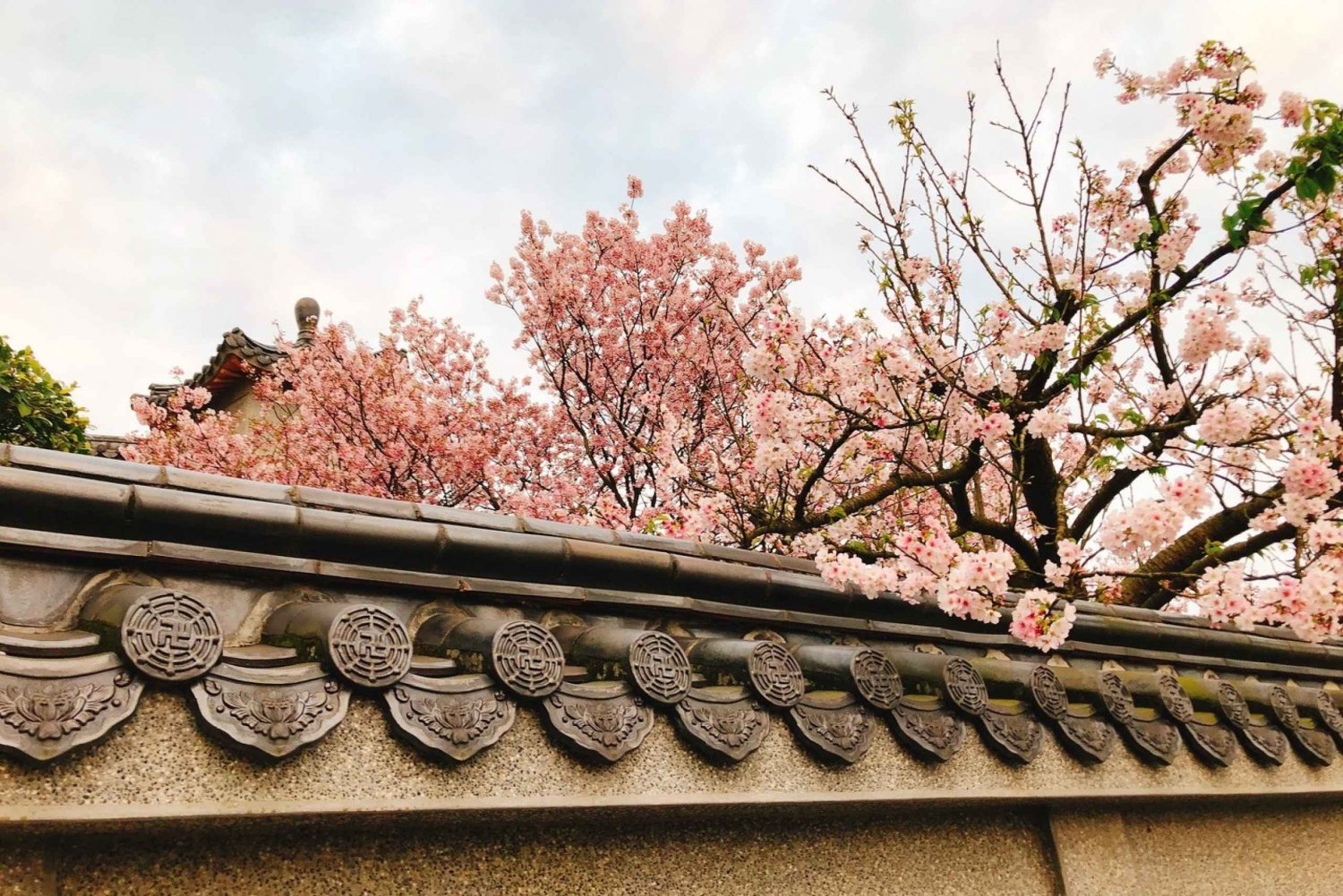 Taipei: Guided Cherry Blossom Day Tour
