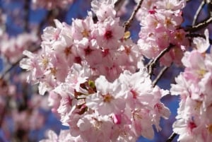 Taipei: Guided Cherry Blossom Day Tour