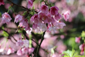 Guided Cherry Blossom Day Tour