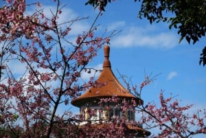 Taipei: Guided Cherry Blossom Day Tour