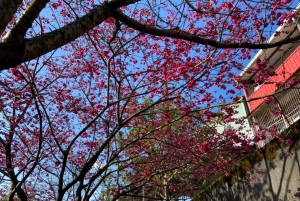 Guided Cherry Blossom Day Tour