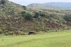 台北：陽明山、故宮博物院、饒河のガイド付きツアーをご案内いたします