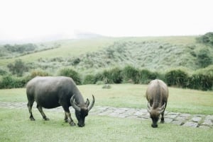 Taipei: Yangmingshan, Yehliu, and Jiufen Shifen Day Tour