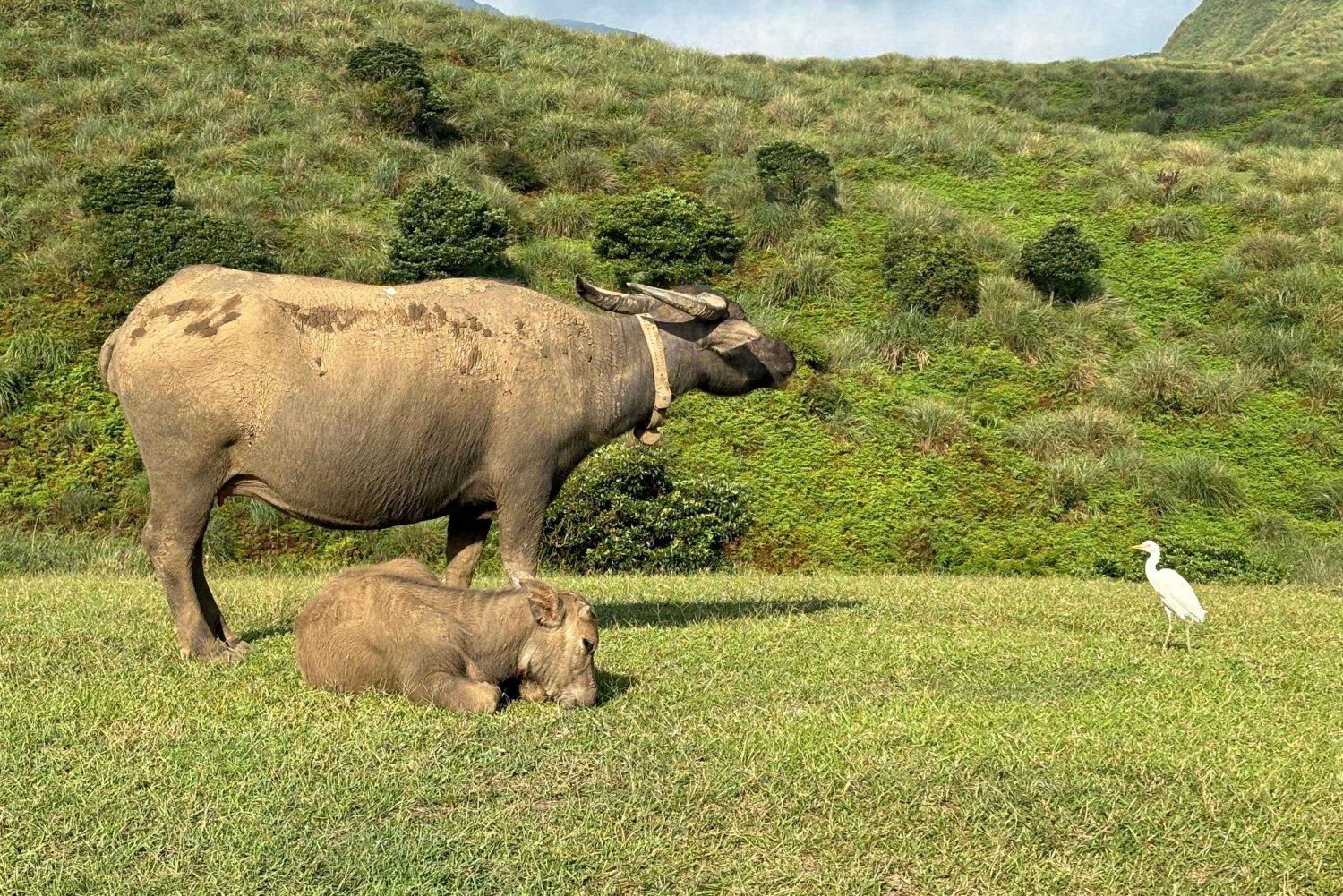 Taipei: Yanmingshan walking tour - Qingtiangang Grassland