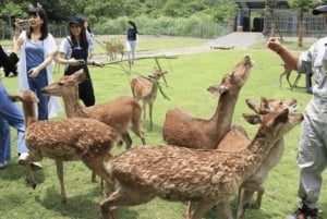 Taiwan: tour privato di 10 giorni con hotel a 5 stelle