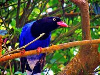 BlueMagpie