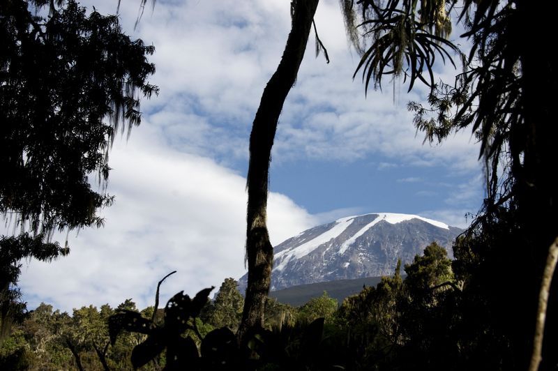 Kilimanjaro Forest (Photo Credit: Lizzie Halloran)