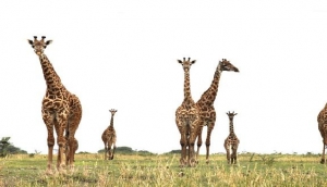 The Tanzanite Experience