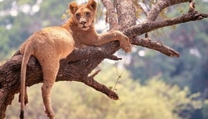 Tarangire National Park