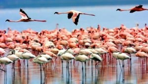 Lake Manyara National Park
