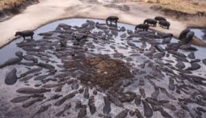 Katavi National Park