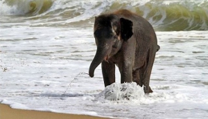 Saadani National Park