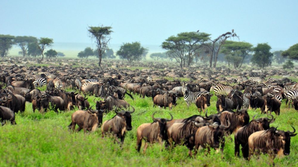 The great migration at Serengeti National Park