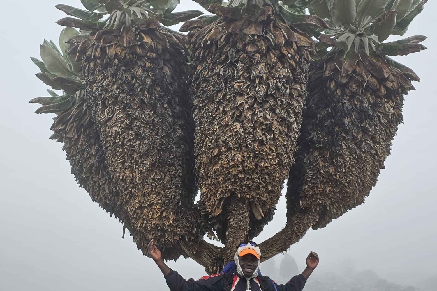 №1. Лучший дневной поход на Килиманджаро Тур-Маршрут Мачаме-ИСМАНИ